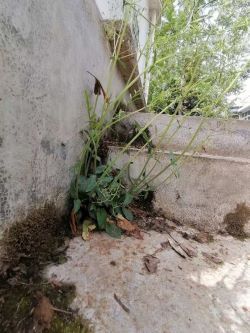 向陽而生的種子2