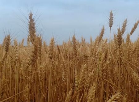 610f10f73c29b6824509e141f27bf5f