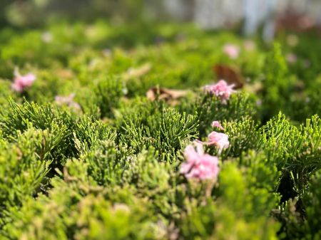 春信至 梅花香圖3 春信至 梅花香圖3